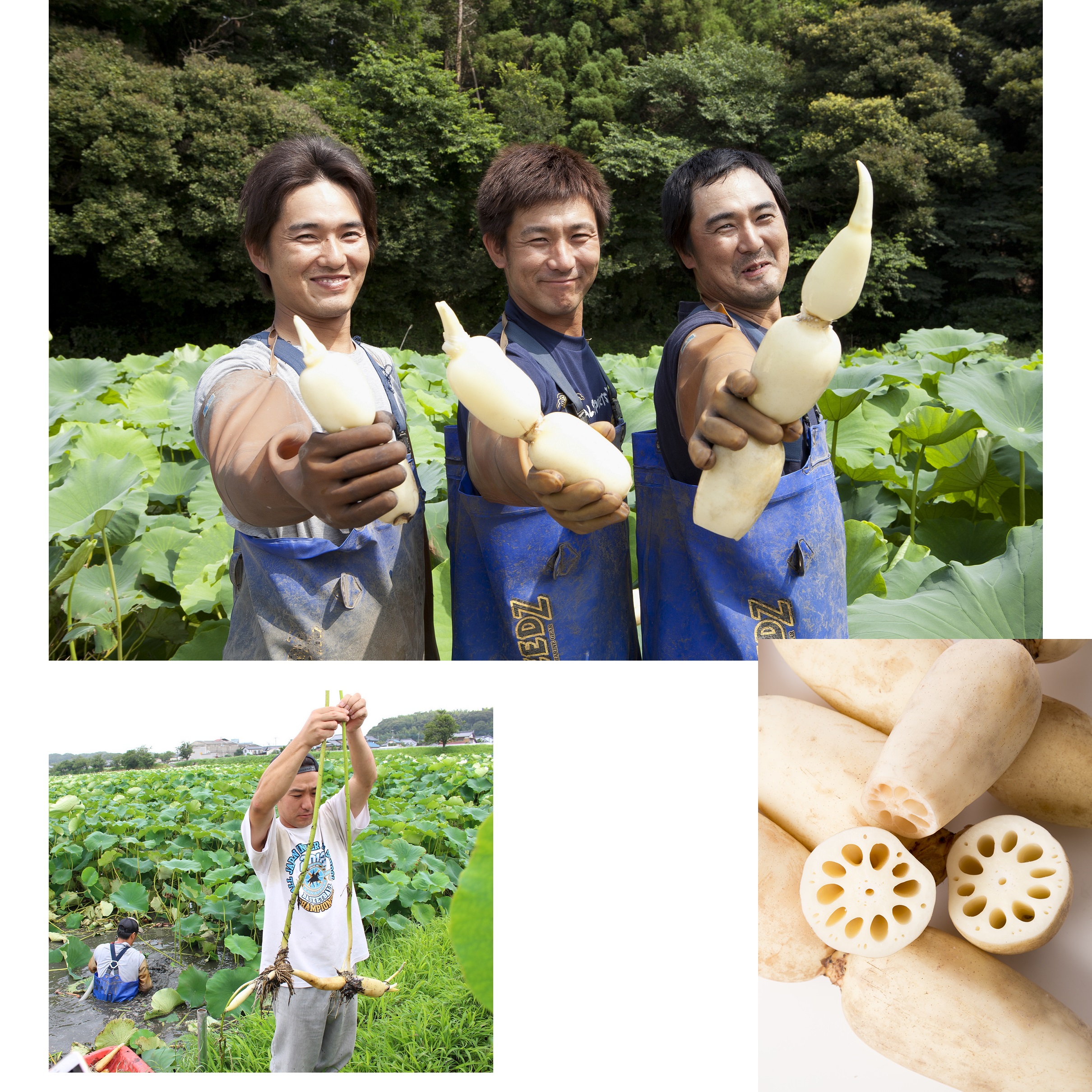 Mr.FARMER 【FARMER 04】Lotus Roots Siblings（Mr. Miyamoto）